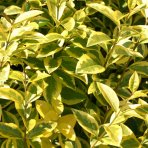 Vtáčí zob vajcolistý (Ligustrum Ovalifolium) ´AUREUM´ - výška 30-50 cm, kont. C2L